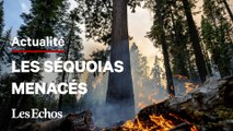 Les séquoias géants du parc Yosemite menacés par un violent incendie