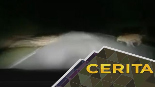 Cerita Sebalik Berita: PERHILITAN jawab kes harimau dilanggar