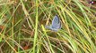 Papillons menacés - tout savoir sur l'Azuré du Serpolet
