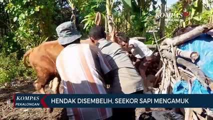 Hendak Disembelih, Seekor Sapi Mengamuk