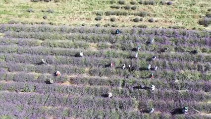 DİYARBAKIR - Bismil lavanta kokuyor