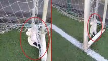 Futbol oynamaya giden gençler, kale ağlarına asılı iki kedi ölüsüyle karşılaştı