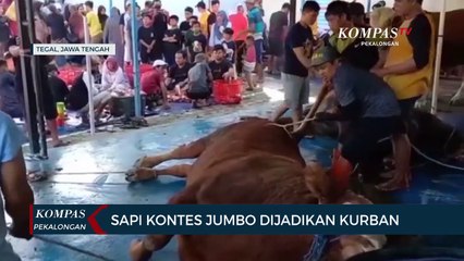 Sapi Kontes Jumbo Dijadikan Kurban