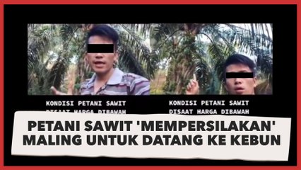 Angkat Suara Kecewa Harga Anjlok, Petani Sawit 'Mempersilakan' Maling untuk Datang ke Kebun: Saya Ikhlaskan