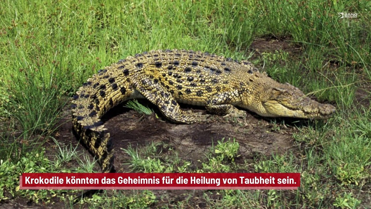 Krokodile könnten der Schlüssel zur Heilung von Hörverlust sein