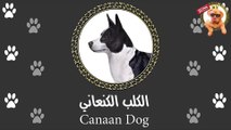 الكلب البلدي | كلب عربي و الصهاينة حاولوا ينسبوه ليهم | اعرف أكتر عن الكلب الكنعاني | Canaan Dog