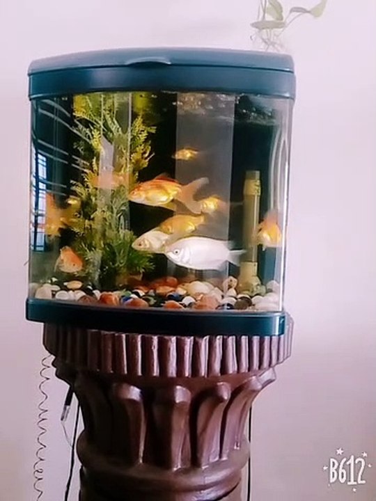My Aquarium