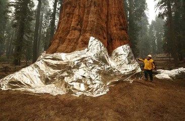 Un violent incendie menace les séquoias géants du parc de Yosemite aux Etats-Unis