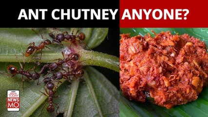 Odisha's Red Ant Chutney Seeks GI Tag