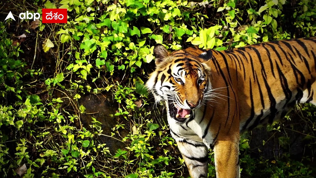 Royal Bengal Tiger : అనకాపల్లి జిల్లాలో తొలిసారిగా గ్రామంలోకి వచ్చిన పెద్దపులి | ABP Desam