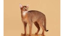 Pet animals that loves high places Abyssinian-yüksek yerleri seven evcil hayvan habeş kedisi