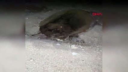 CARETTA CARETTANIN YUMURTLAMA ANI KAMERADA