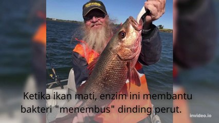 ciri ikan sehat yang wajib anda ketahui sebelum membeli dipasaran