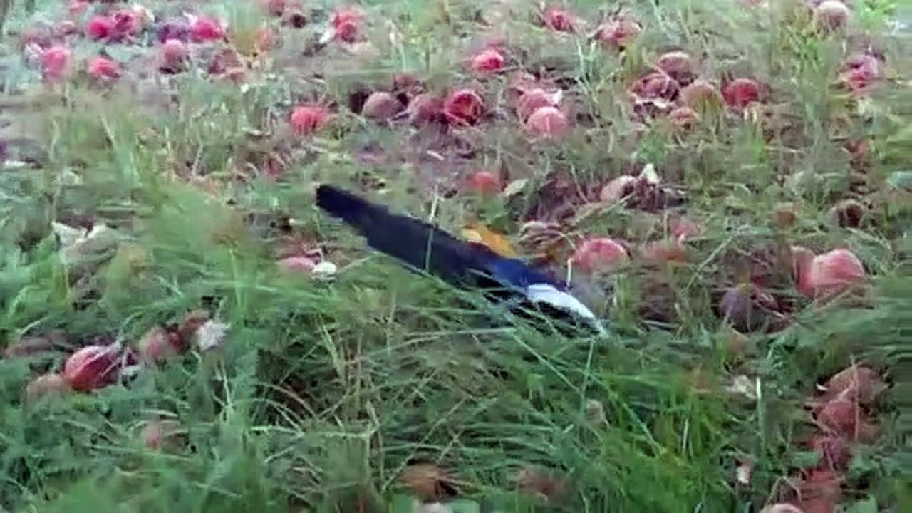 Une pie ivre après avoir manger des pommes pourries