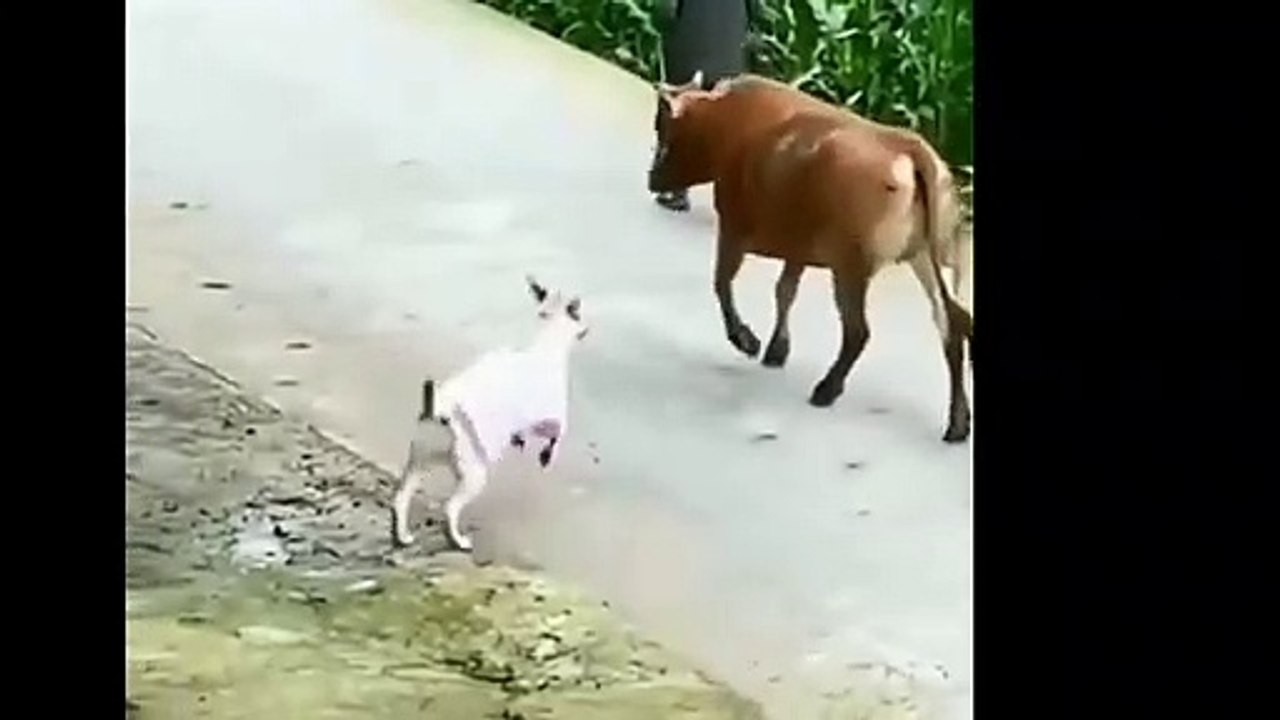ANJING VERSUS SAPI