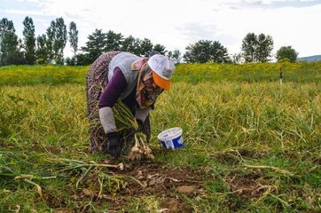TAŞKÖPRÜ'DE SARIMSAK HASADI BAŞLADI