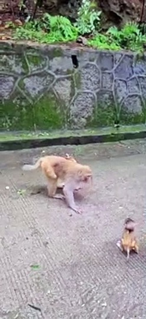 Monkey baby video cute animal monkey - video Dailymotion
