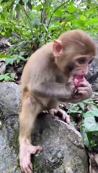 Animal monkey baby video