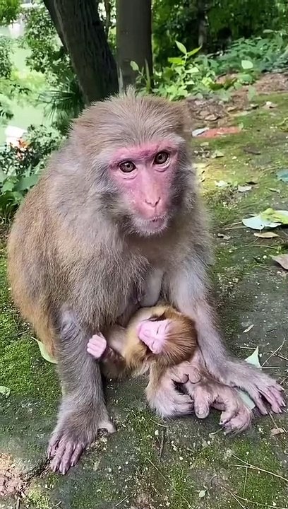 Cute monkey baby video