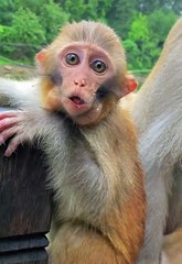 Monkey video cute animal monkey baby
