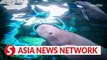 China Daily | Yangtze finless porpoise Fujiu gives birth to baby 