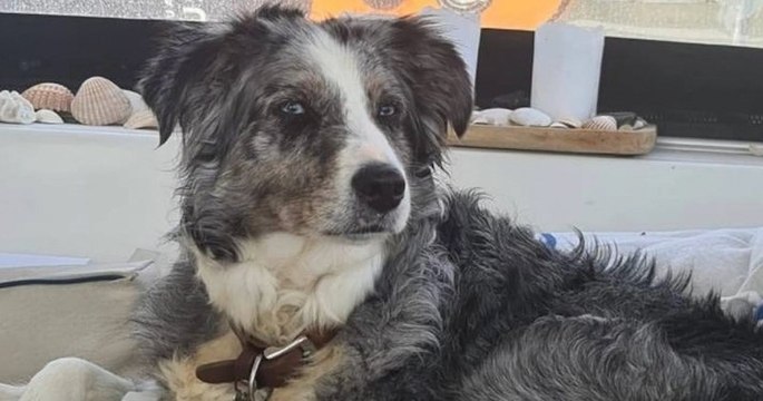 Espagne : après être tombée d'un voilier, une chienne nage pendant deux jours et retrouve ses maîtres