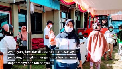 Ketahui Dampak Konsumsi Ayam Broiler untuk Kesehatan