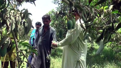 إنتاج المانغو في باكستان يعاني من الحر وشحّ المياه