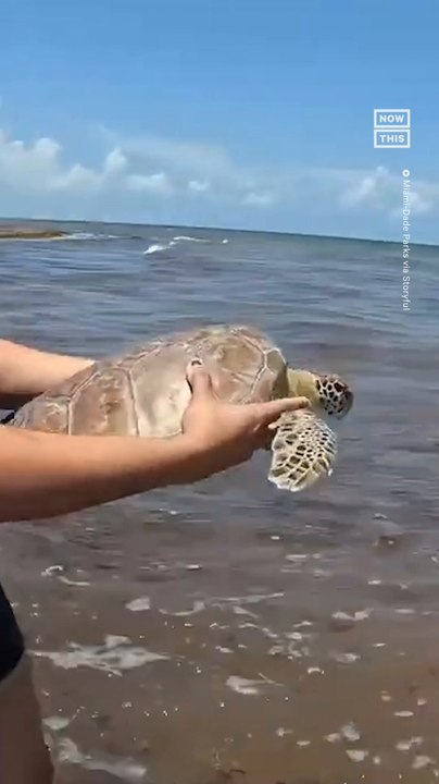 Miami Sea Turtle Hospital Releases First Patient