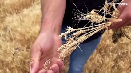 Se disparará el precio de los alimentos en Europa tras la sequía, advierten agricultores