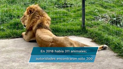 Encuentran fosas con presuntos restos de leones y tigres en predio del Ajusco