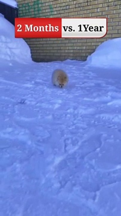 funny video clips  funny video clips indian  funny video clips 2022 funny cats funny cat video funny video cats,funny cat videos funny dog video funny video compilation funny cats videos funny videos funny animal videos funniest animals video funny animal