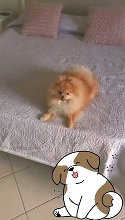 funny video clips  funny video clips indian  funny video clips 2022 funny cats funny cat video funny video cats,funny cat videos funny dog video funny video compilation