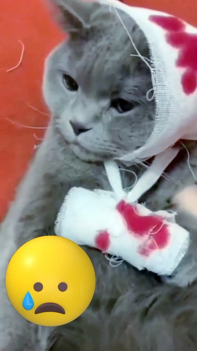 funny video clips  funny video clips indian  funny video clips 2022 funny cats funny cat video funny video cats,funny cat videos funny dog video funny video compilation funny cats videos funny videos funny animal videos funniest animals video funny animal