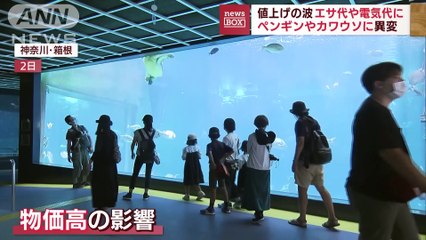 Japón: pingüinos rechazan comer pescado más barato del que consumían