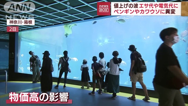 Japón: pingüinos rechazan comer pescado más barato del que consumían