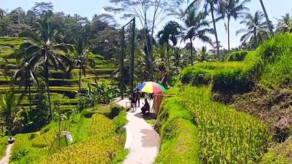 Sajek velly funny since!