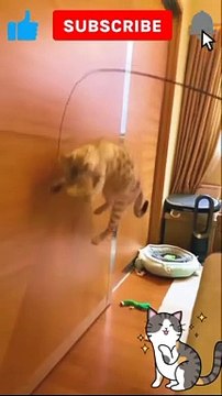 funny video clips funny video clips indian funny video clips 2022 funny cats funny cat video funny video cats,funny cat videos funny dog video funny video compilation funny cats