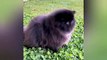 Baby Cats - Cute and Funny Cat Videos _ Baby Dogs - Cute and Funny Dog Videos