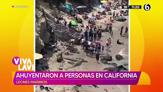 Leones marinos ahuyentaron a turistas en playa de California