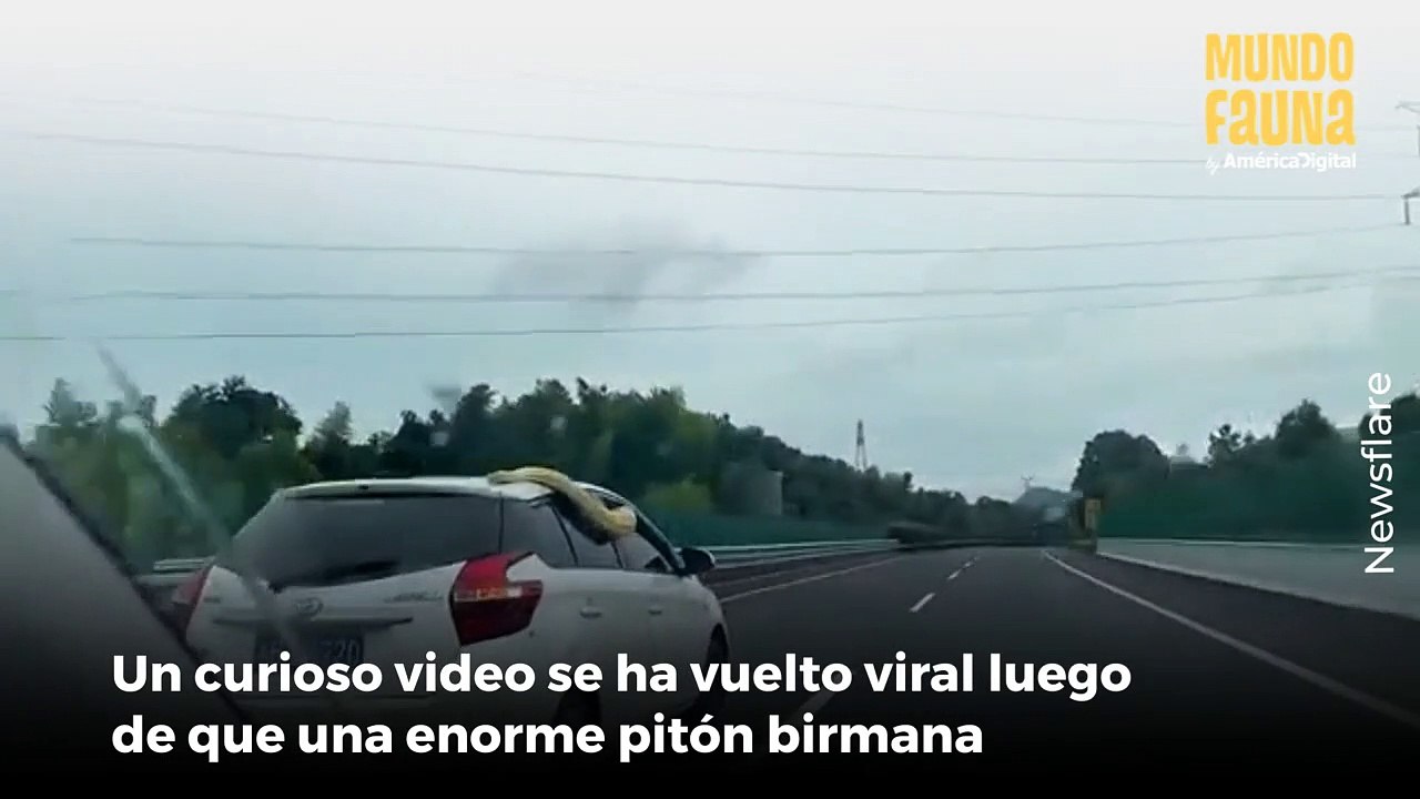 Captan a una enorme pitón birmana intentando salir de un automóvil que circulaba a toda velocidad en China