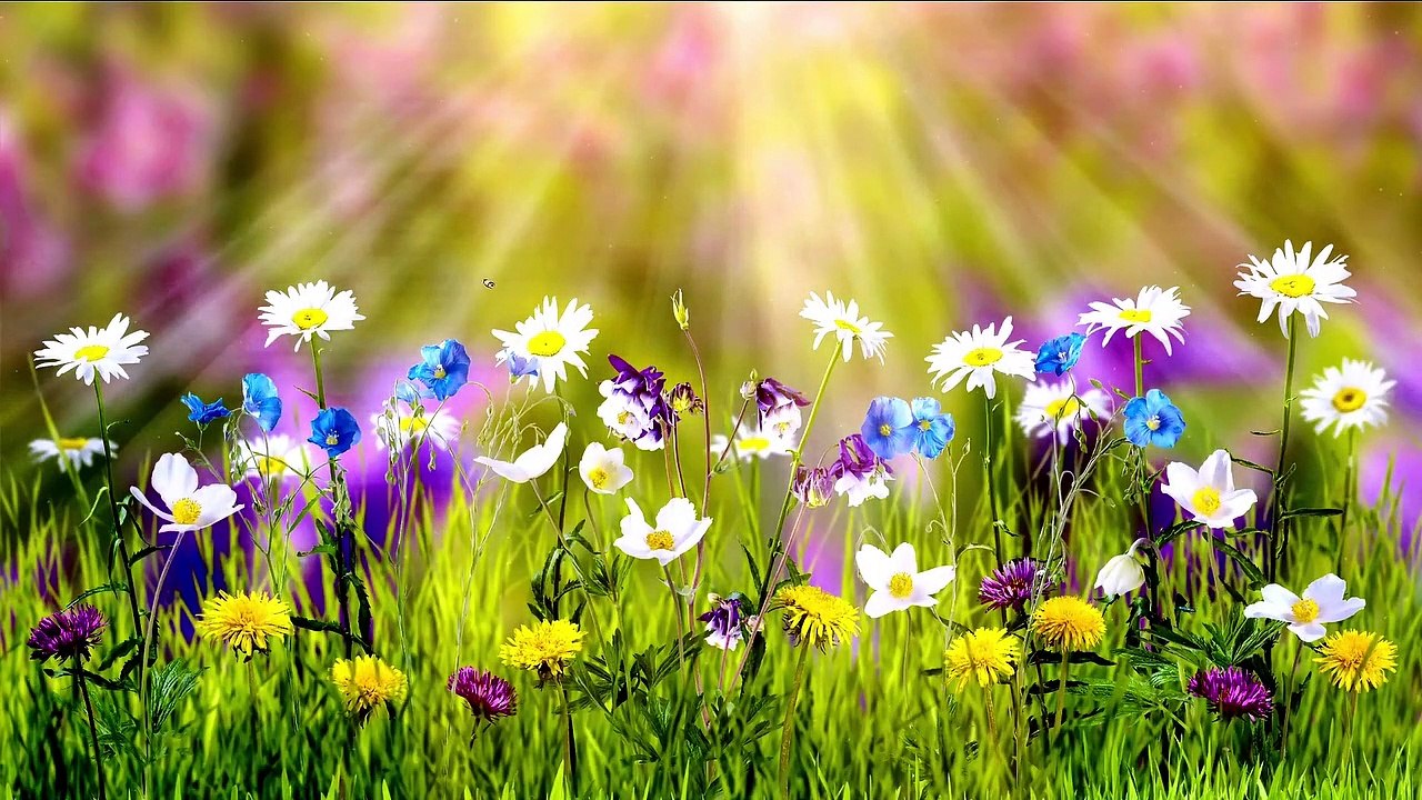 Mon Mojaiyare- Jubayer Ahmed Tasrif