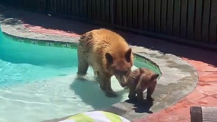 Mama Bear and Cub Use My Pool