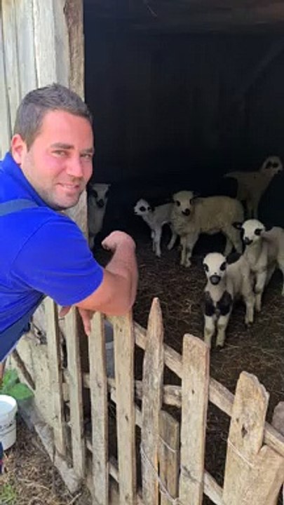 Flock of Sheep Talk Back