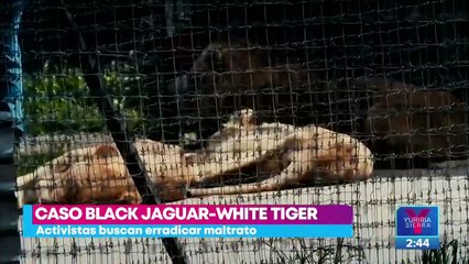 Activistas exigen terminar con la cría y venta de animales silvestres