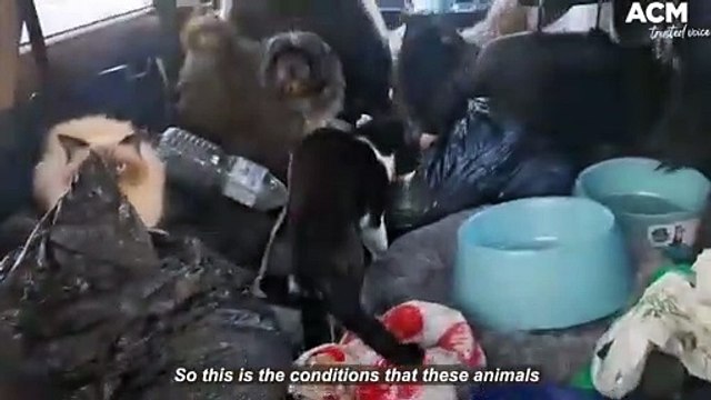 Thirteen cats and seven dogs rescued from a car in Newcastle, NSW | July 13, 2022 | Newcastle Herald