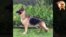 كلب الجيرمن شيبرد | كل تفاصيل و مواصفات الكلب الأشهر في العالم  | الراعي الألماني | German Shepherd