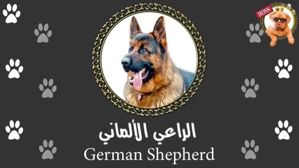 كلب الجيرمن شيبرد | كل تفاصيل و مواصفات الكلب الأشهر في العالم  | الراعي الألماني | German Shepherd