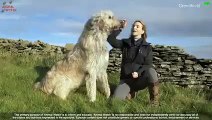 THE IRISH WOLFHOUND Guide