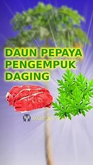 Daun Pepaya Pengempuk Daging Alami